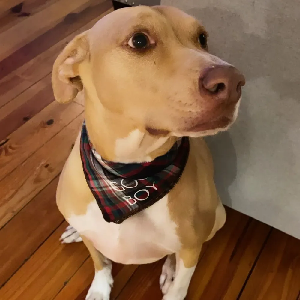 NWT Wool + Pepper Co. Good Boy Dog Bandana